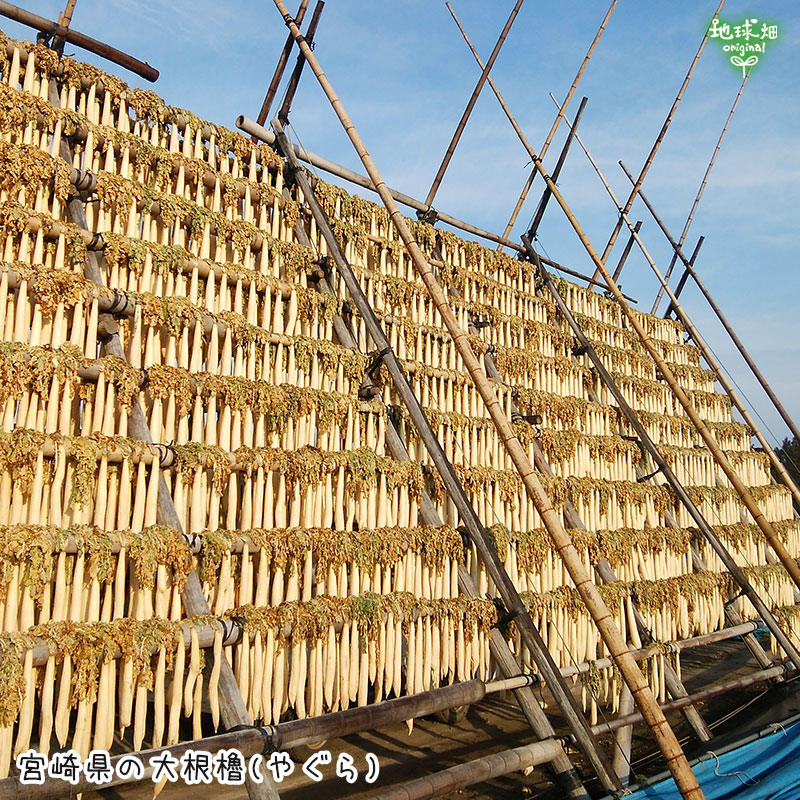 完売ありがとうございました】宮崎県産 丸干し大根 約4kg(20～25